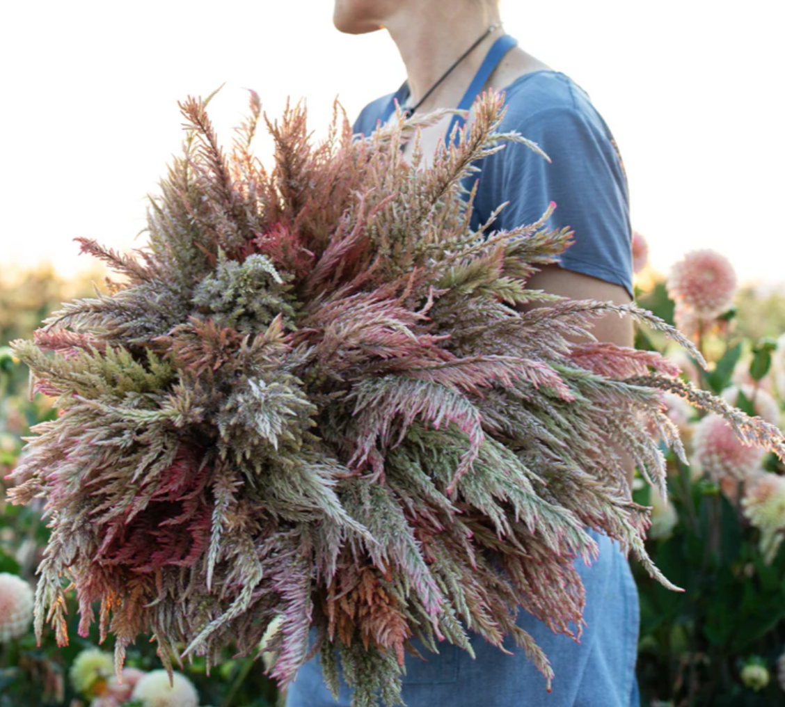 Screenshot 2026-02-02 at 11.16.12 AM.png