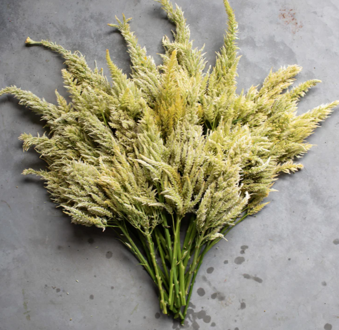 Screenshot 2026-02-02 at 11.25.16 AM.png