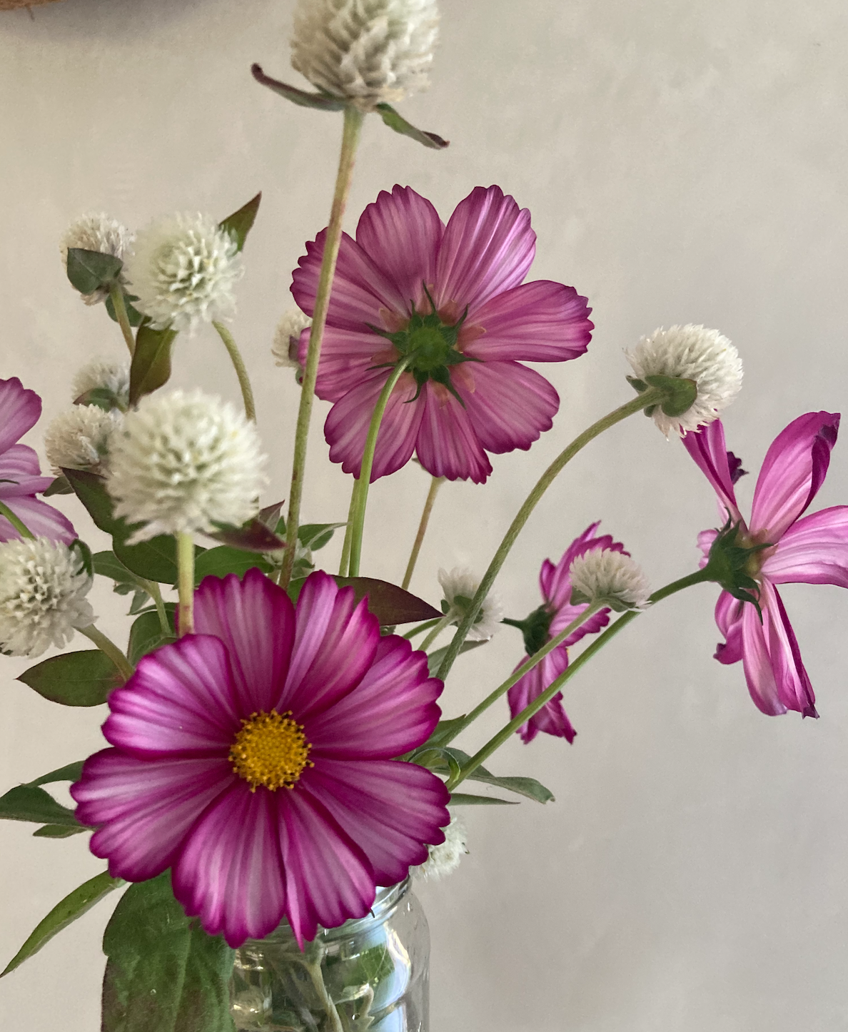 cosmos gomphrena mine.png