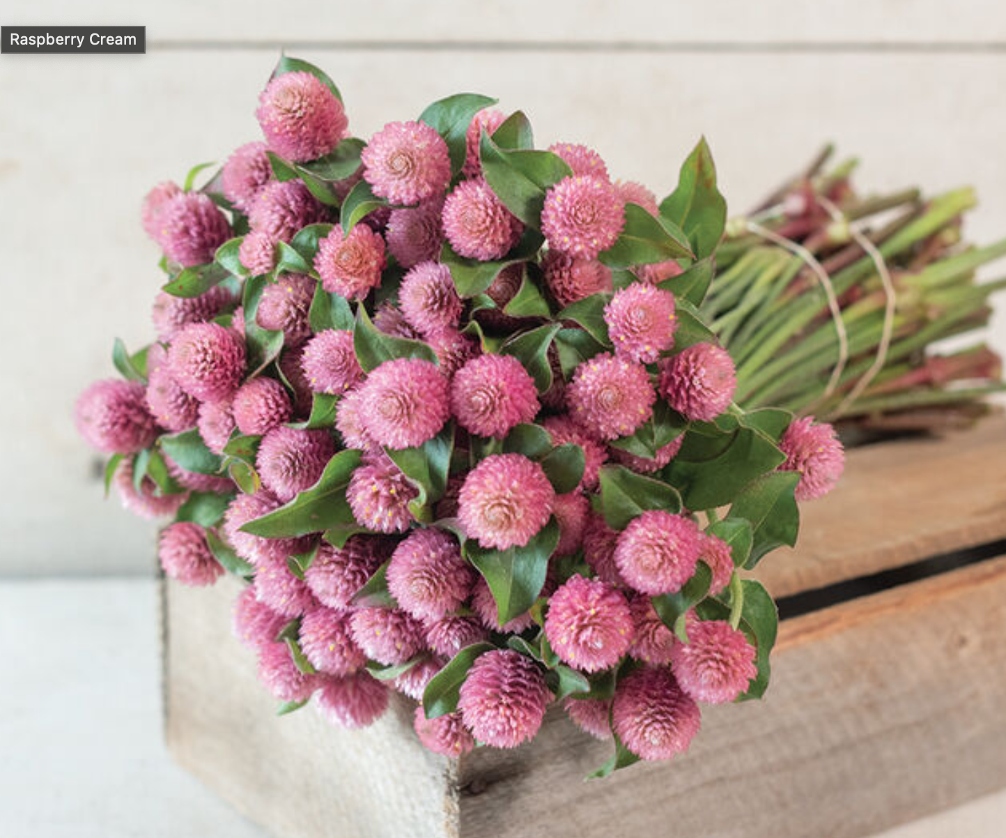 Gomphrena - Raspberry Cream