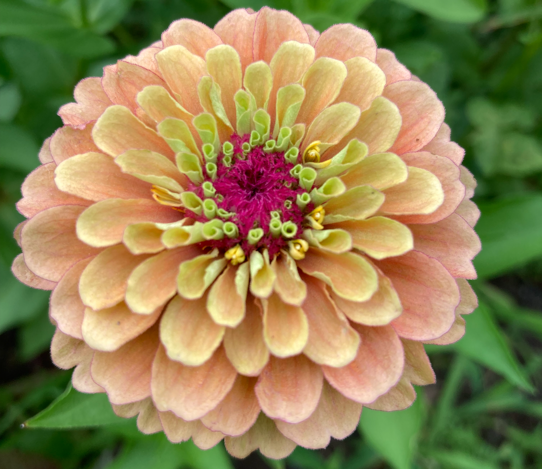 Zinnia - Queeny Lime Orange