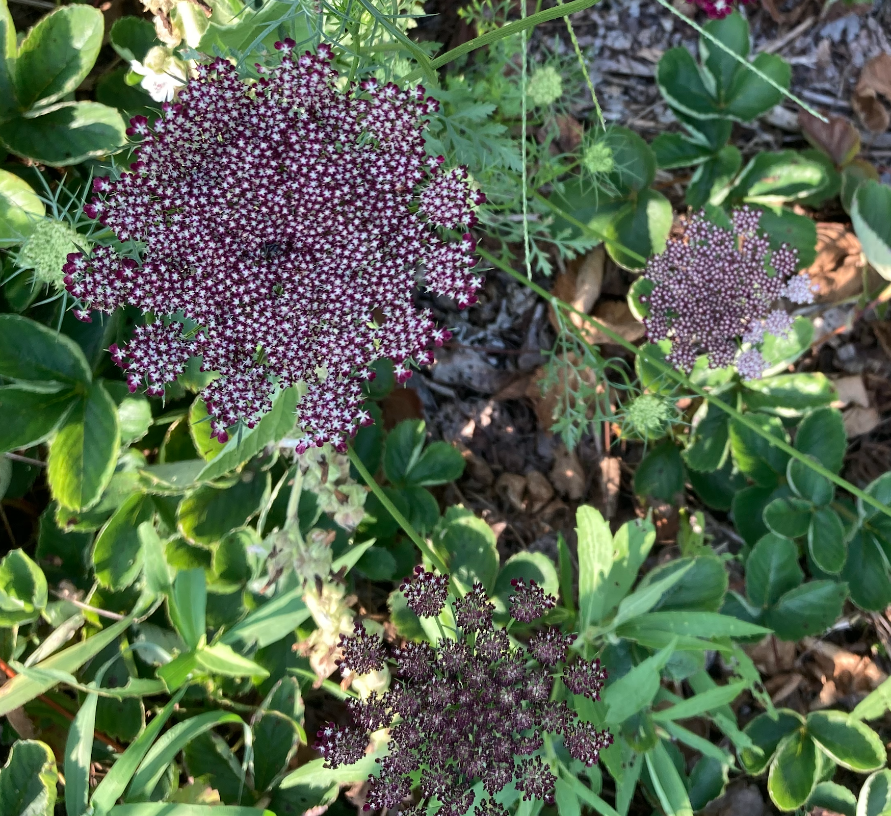Queen Anne's Lace - Dara, Purple