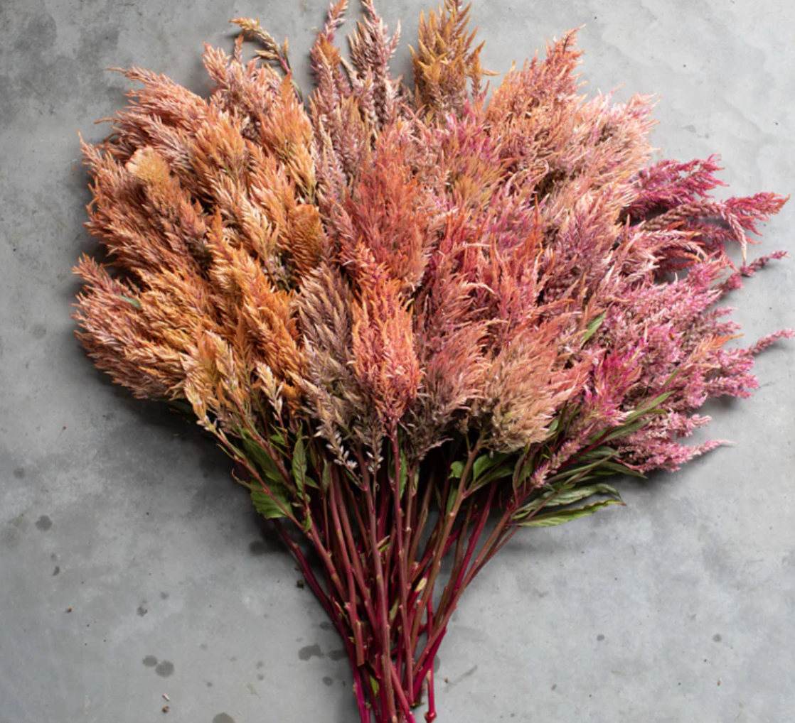 Screenshot 2026-02-02 at 11.19.29 AM.png