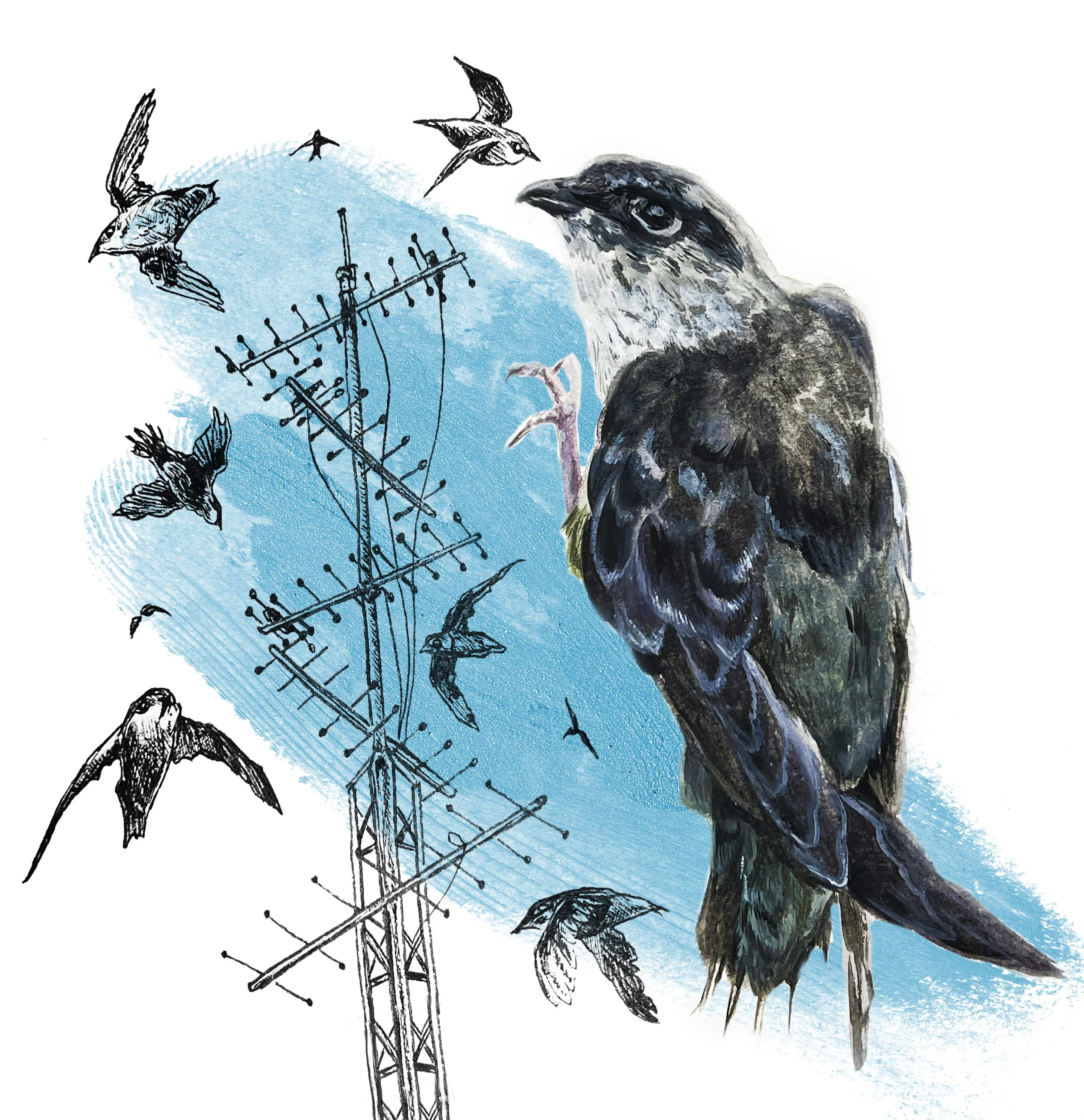 Chimney Swift Migration Is Full of Mysteries, Audubon Magazine