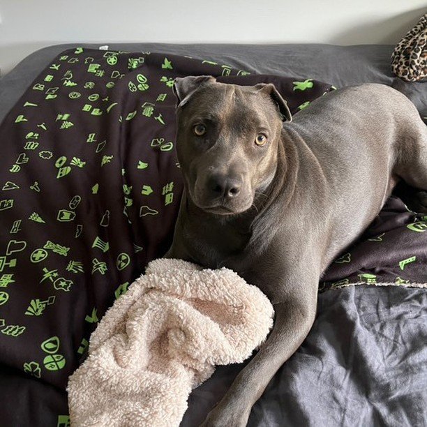 OMG Look at this puppy!! This is hands down the most adorable review I've gotten, I just want to squish their face!
Thank you to @elf.lock for sharing the adorableness!
Also hey, look at that cool blanket :P
.
.
.
#fallout4 #falloutfanart #falloutmer