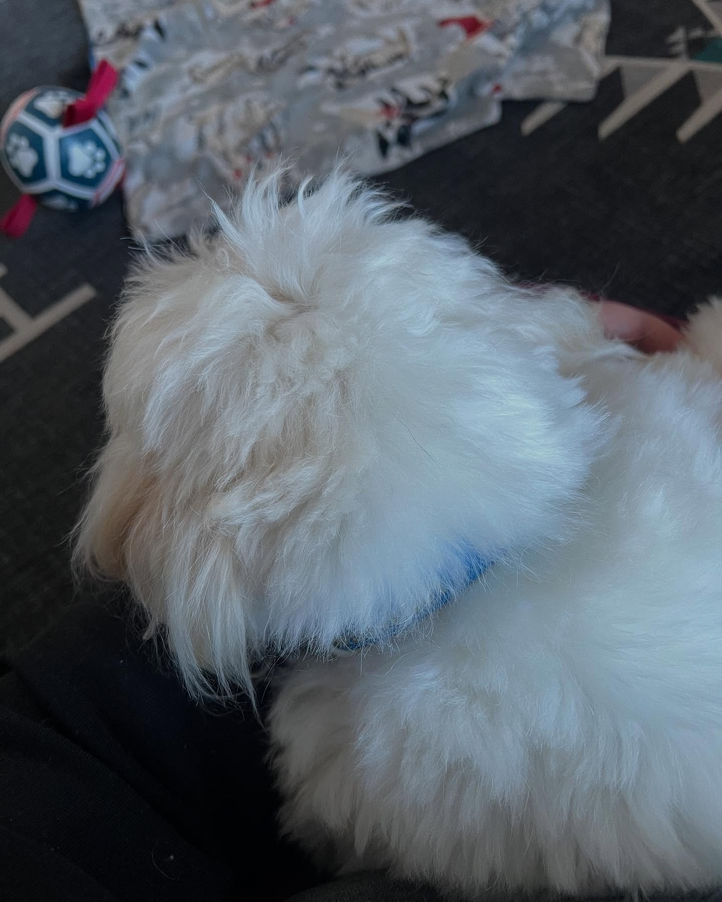 When you planned on making new things for your shop but then your puppy wanted cuddles&hellip;change of plans!
.
.
.
#smallbusiness #smallbusinesslife #lhasaapso #dogsofinstagram #dogsbeingcute #puppycuddles