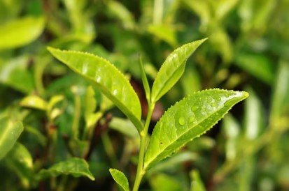 Greent tea leaves.jpg