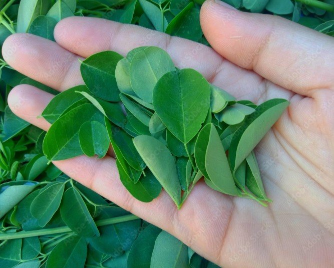 Moringa leaves.jpg