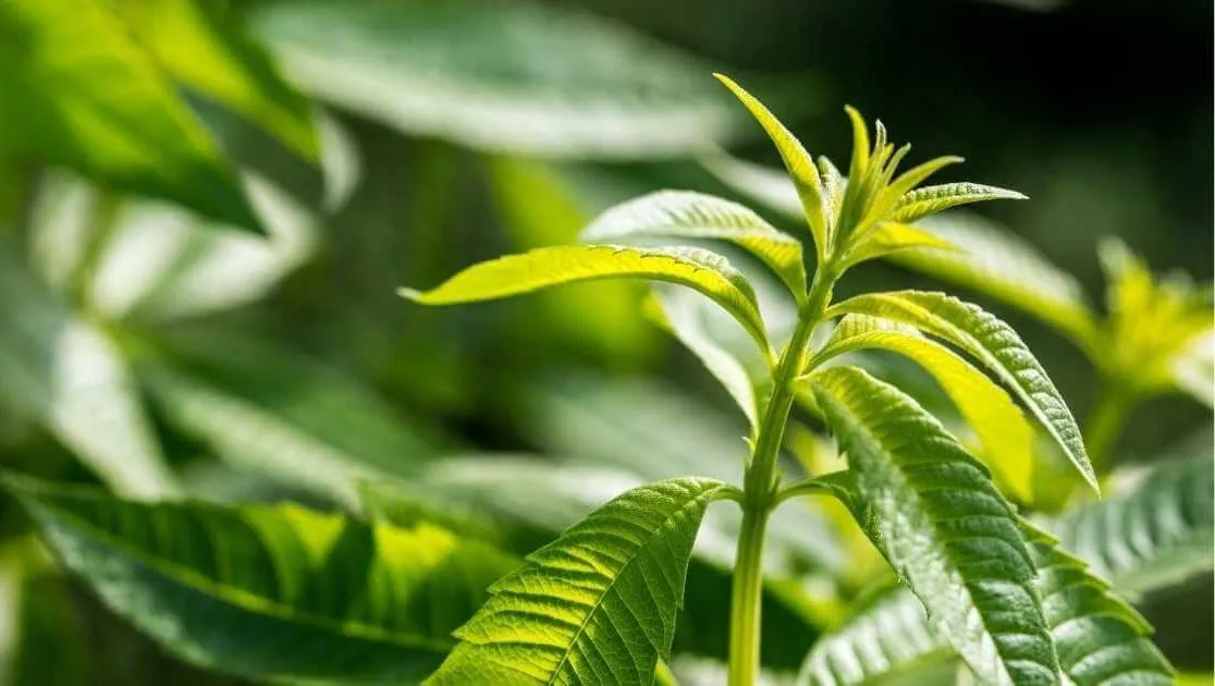 verbena.png