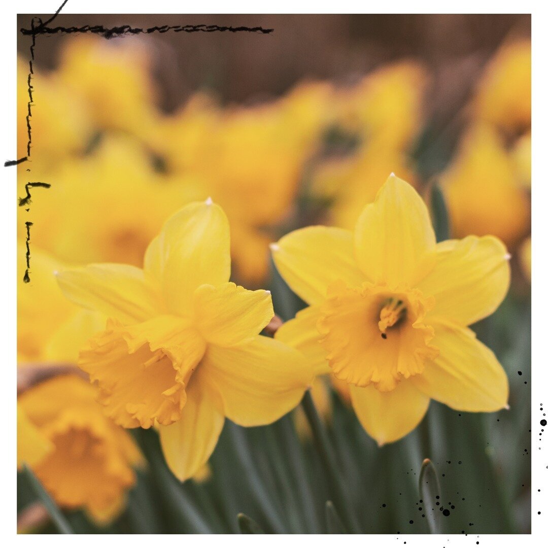 It is daffodil season&ndash;my 16-year-old daughter&rsquo;s favorite flower. She and I spent time in our wooded lot yesterday exploring new growth, eerily weeks earlier than in recent memory. Spring is coming earlier and earlier each year, while brie