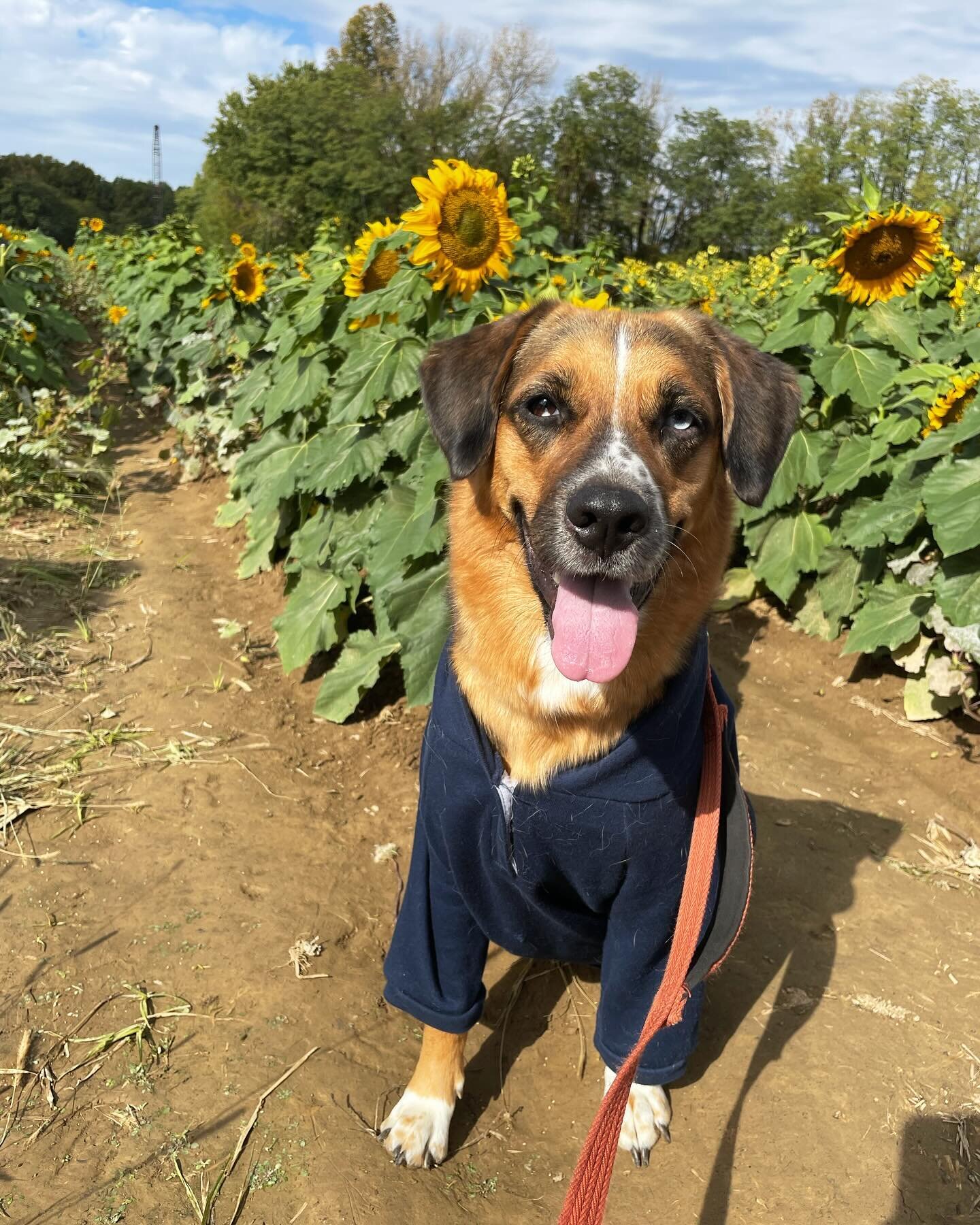 Introducing the pup-stars of Atlas Canine College! 
.
Sol and Luna! 
.
Both are about 2.5 years old, female, and love to get into trouble together. Currently they are learning heel, place, and color differentiation! 
.
.
.
Message me if you would lik