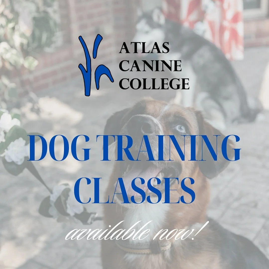 We are now offering classes for all training levels! Looking for that new enrichment idea for your dog? Look no further! Our classes are engaging and will leave you feeling connected with your pup. Our small class sizes offer plenty of room to work o