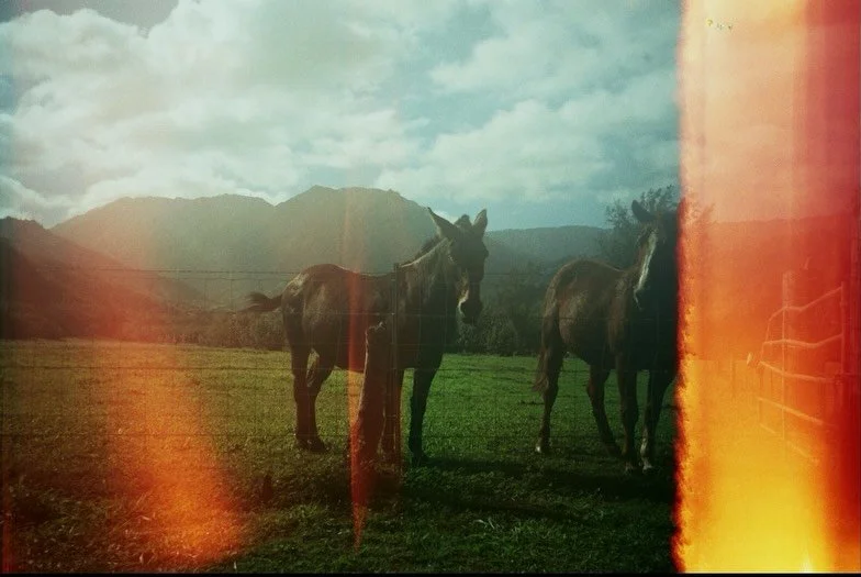 Happy Lunar New Year! 

I was scrolling through my photos and came across this film shot I took in Kauai in 2022. The horses. The mountains behind them. The burn in the film like a streak of fire across the frame.

Wild horses run in the mountains be