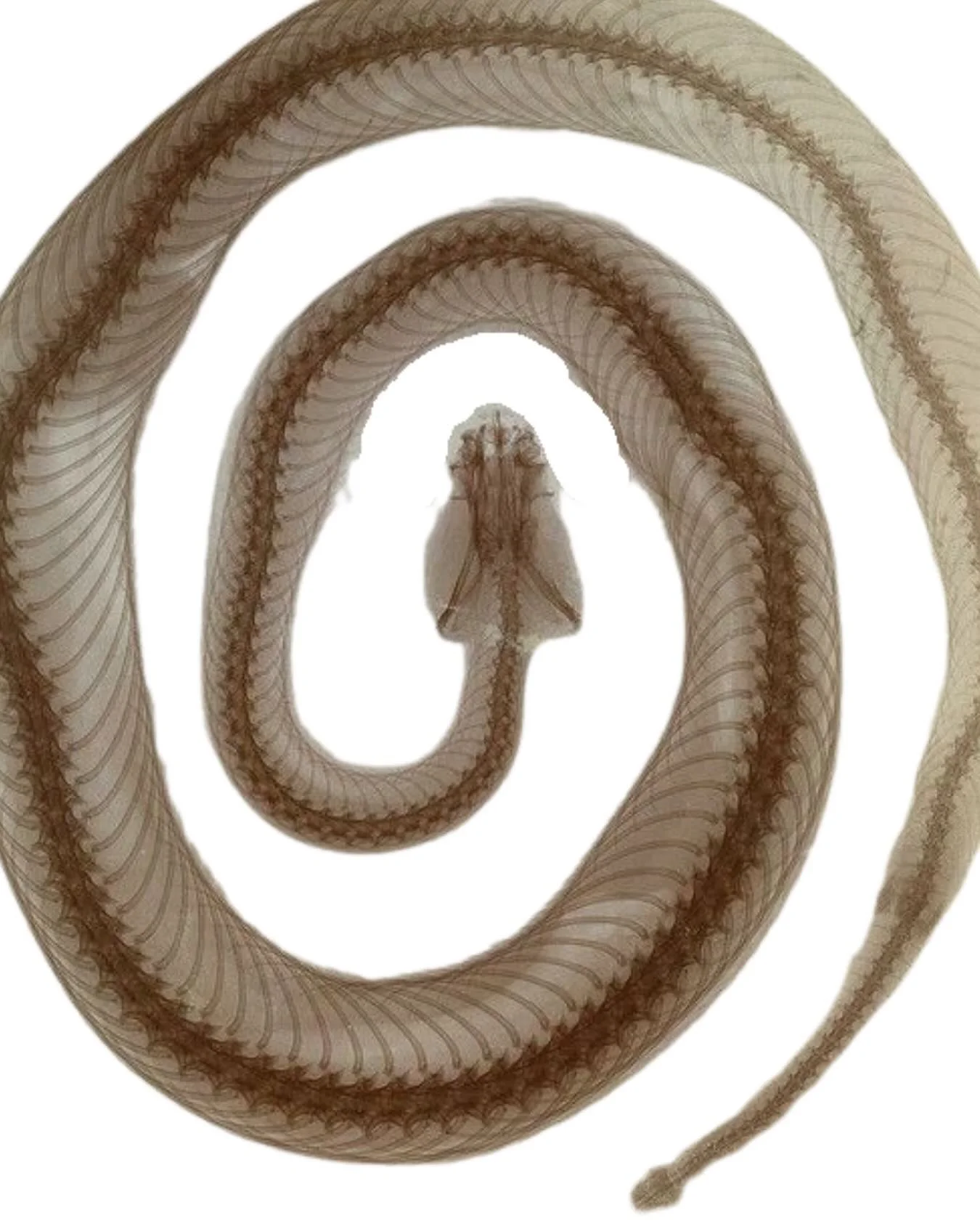 The Snake loosened what the Horse cannot carry. Shedding was not the end of transformation. It was preparation for momentum. The body rehearses expansion long before the mind understands.

We are not stepping out of change. We are stepping into its v