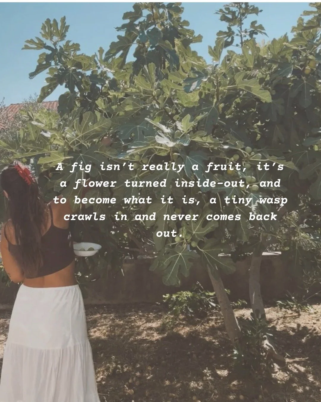 Spent some time with a fig tree in Croatia. Had some thoughts..