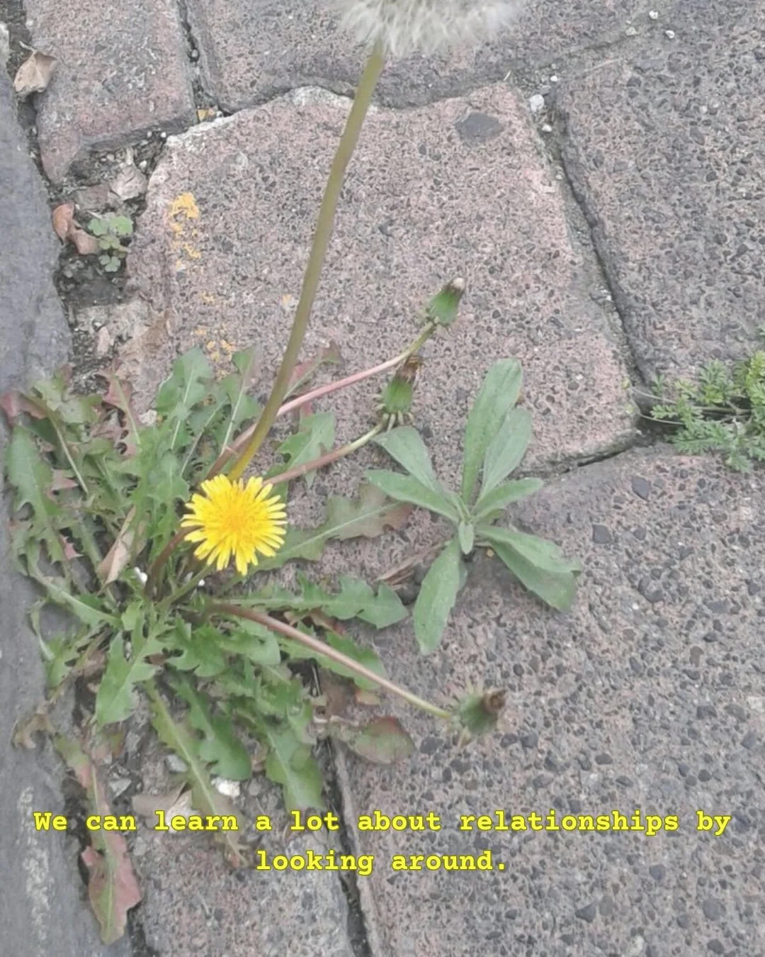 Constantly inspired by simply observing. 

Wood rises from Earth.
Earth holds. Nourishes. Contains.

When Earth is steady, growth unfolds naturally. But when we can&rsquo;t hold what&rsquo;s moving through us, that same energy begins to push. Like a 