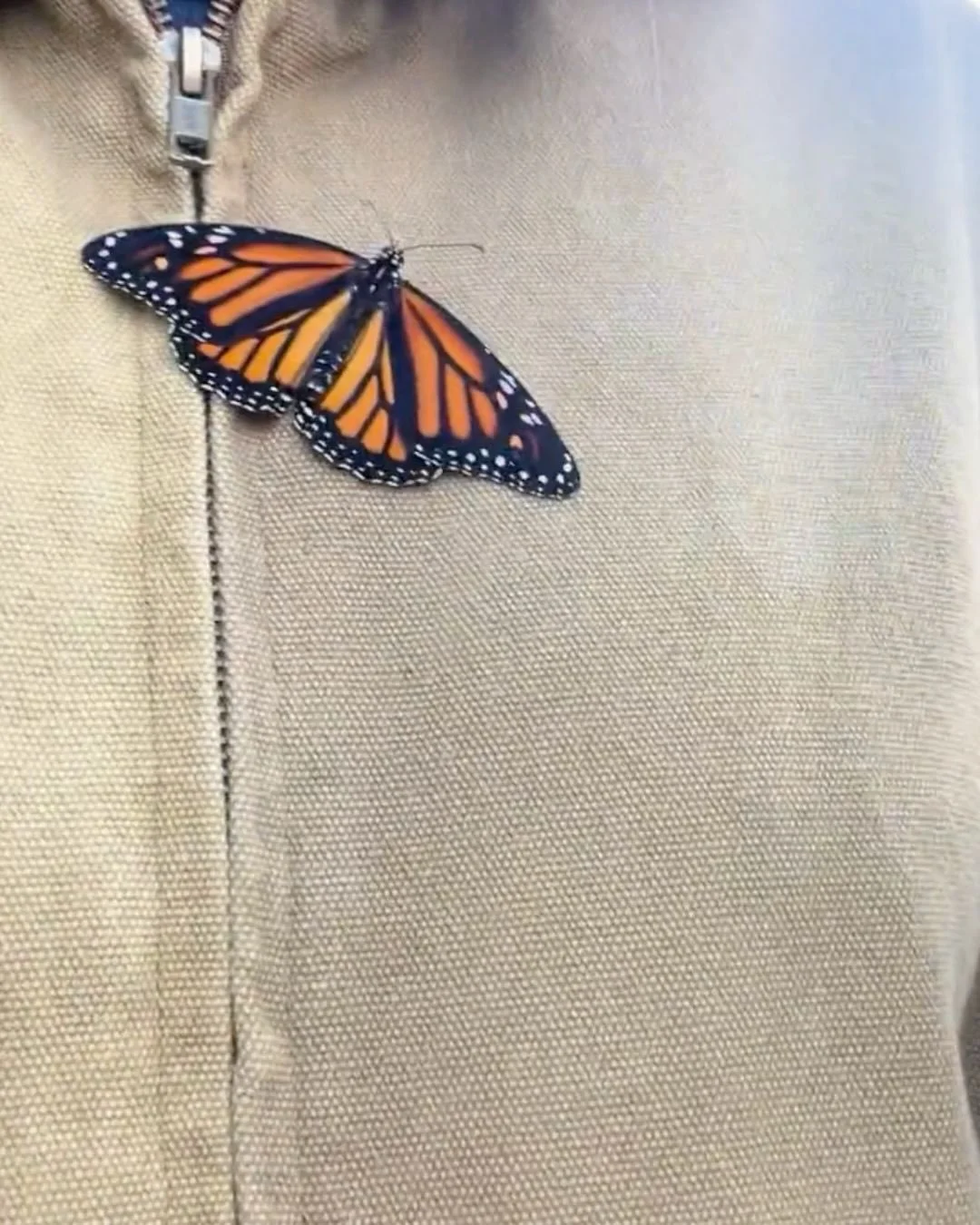 To be in transition.

So much of Chinese Medicine is about just that. We are nature, constantly in transition. I think it&rsquo;s pretty magical. 

A butterfly landed on me on a walk with my mom. It walked a whole two miles with us. Yes, it could fly