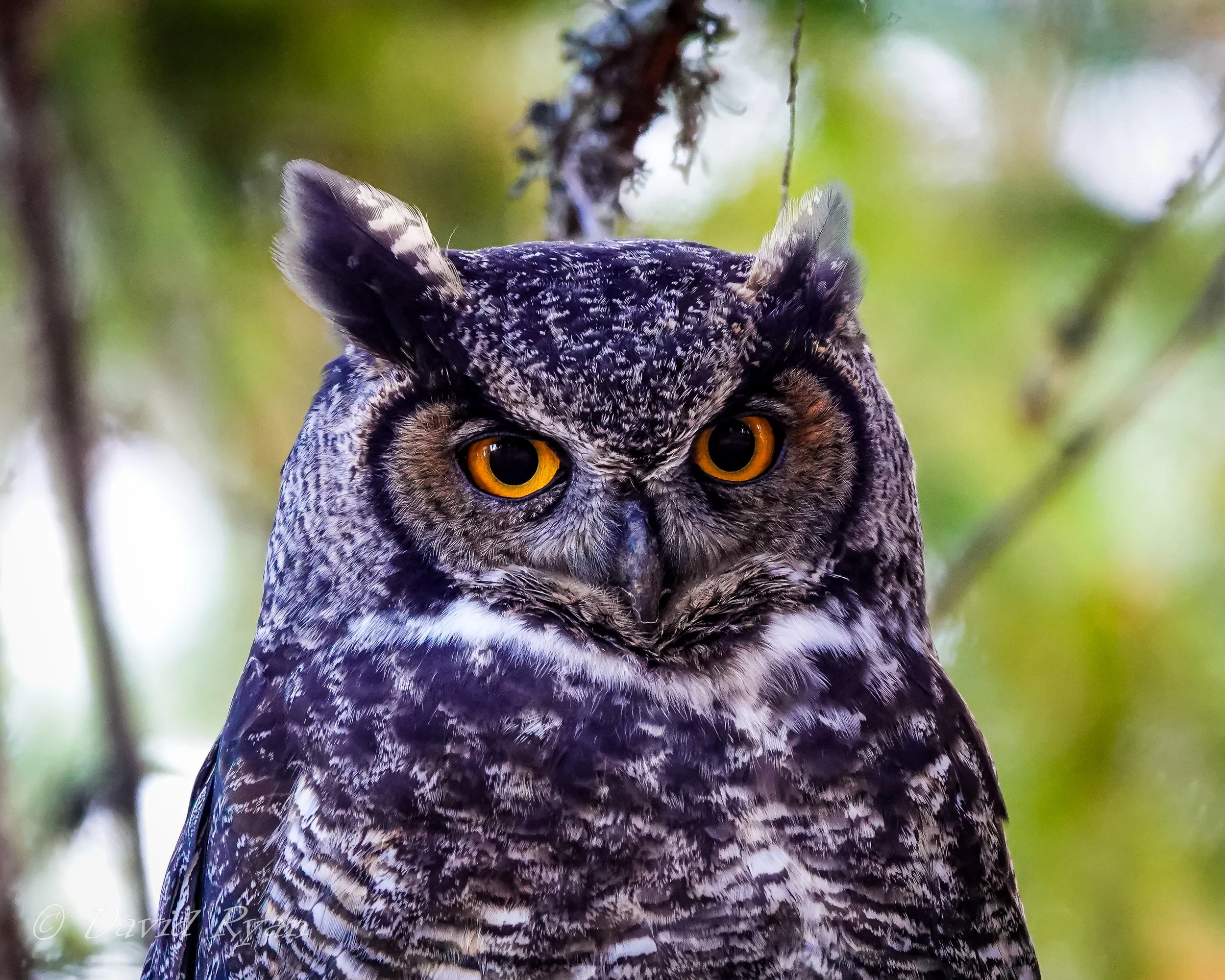 MARS Monitoring Report October 2024: Great Horned Owl