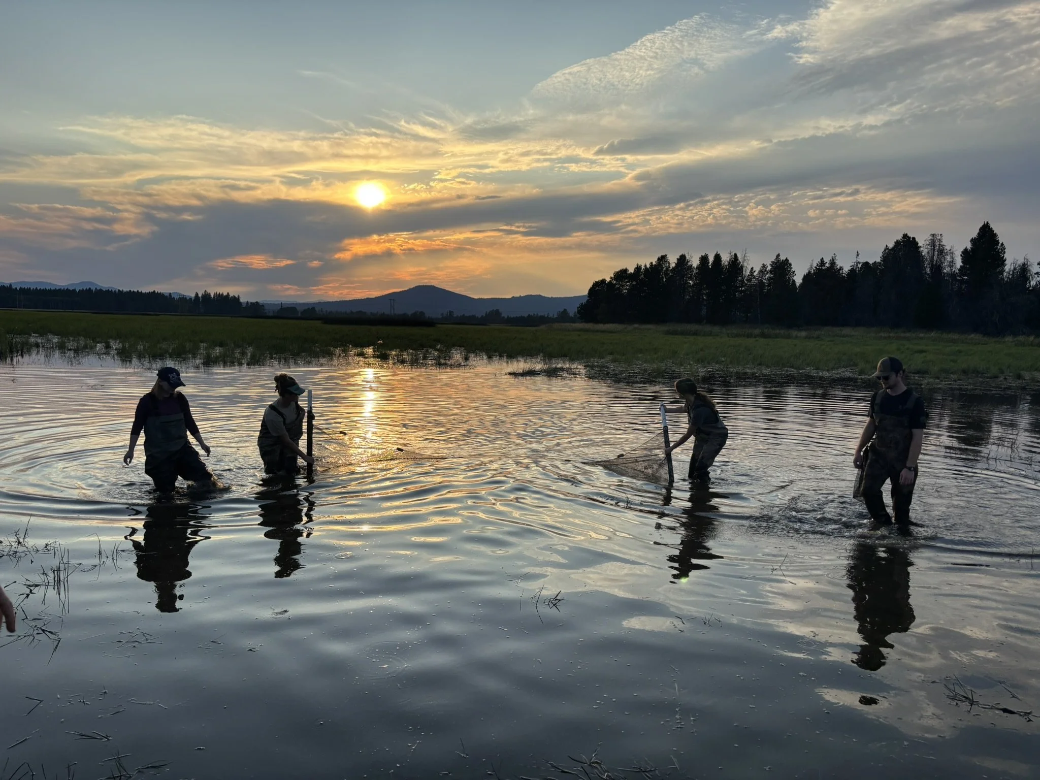 Bullfrog Removal from the Glenwood Valley to the Columbia Gorge