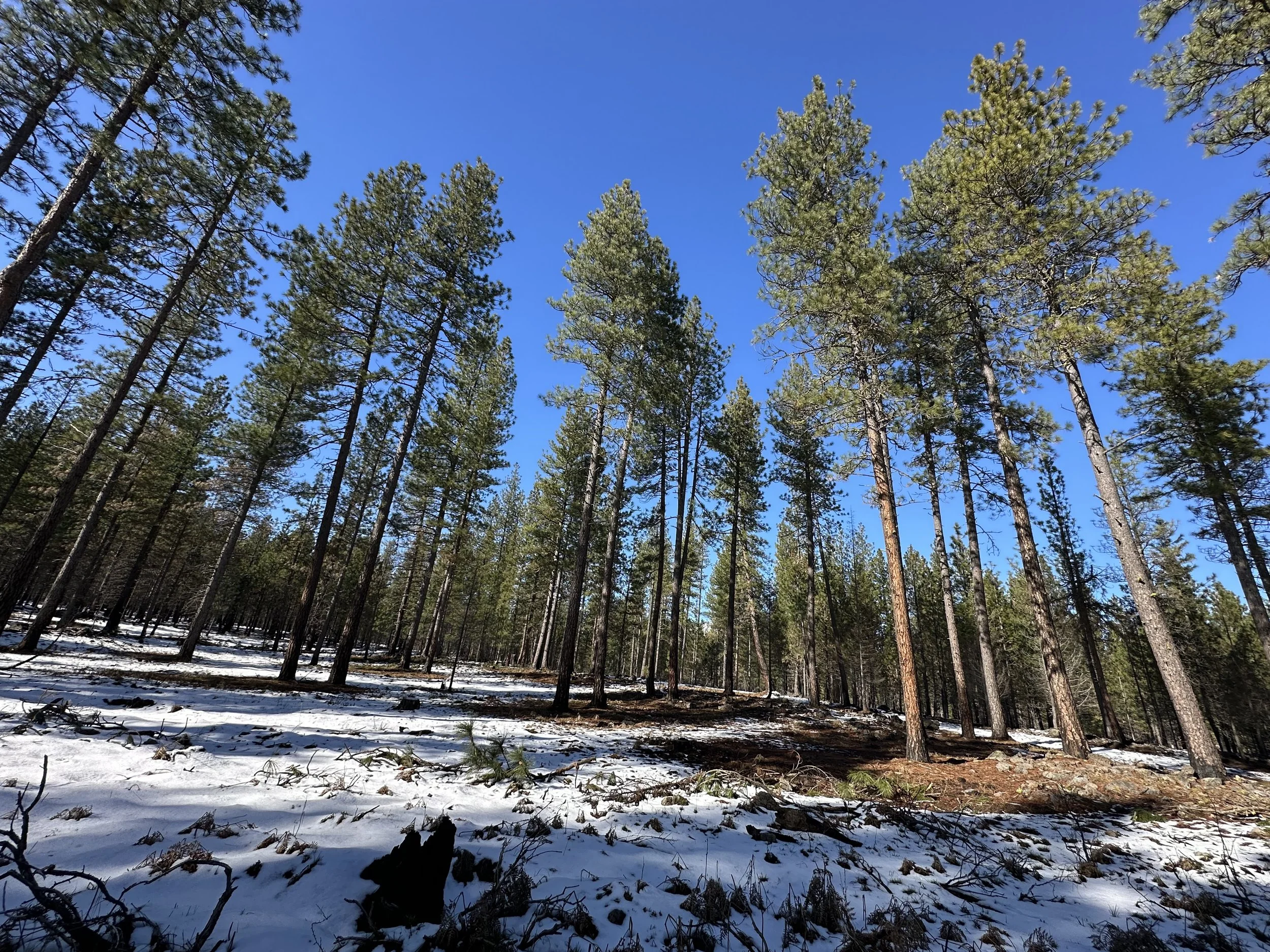 Local Presence Makes for Timely Pine Harvest on the Community Forest