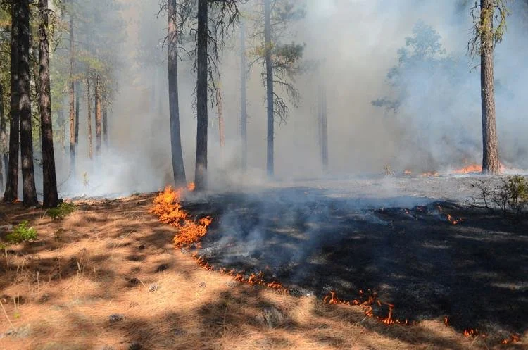Columbia Gorge News: Prescribed burns more important than ever