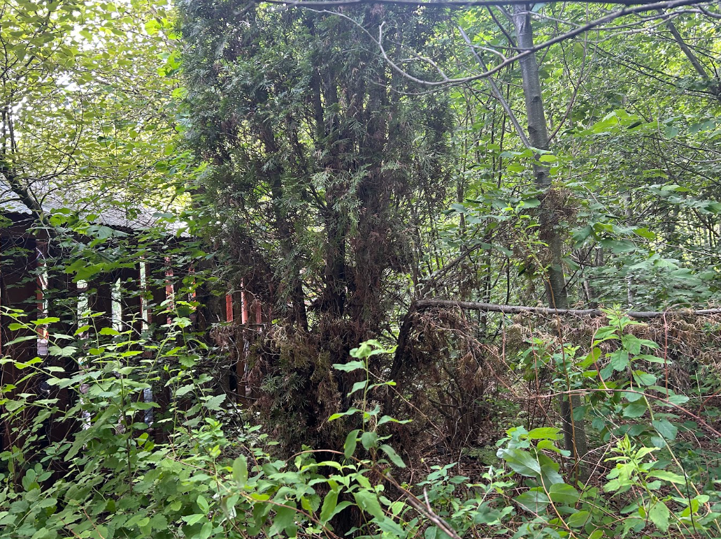 Before clearing vegetation
