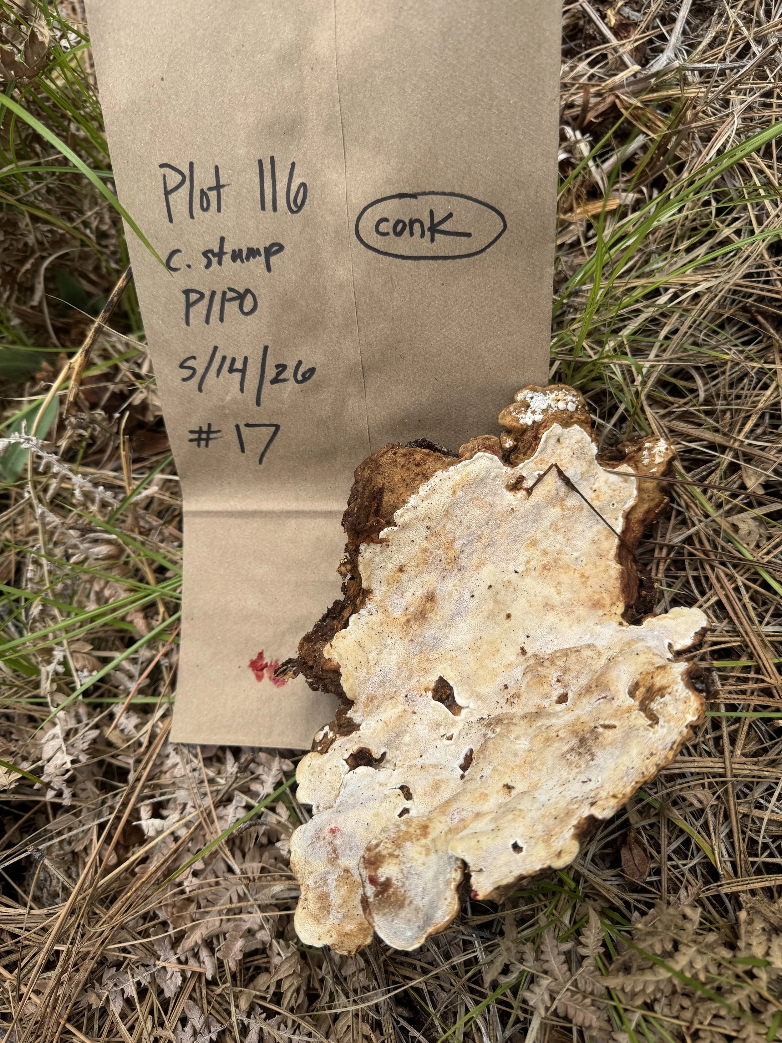 Ponderosa pine conk sample. Image: Dave Ryan