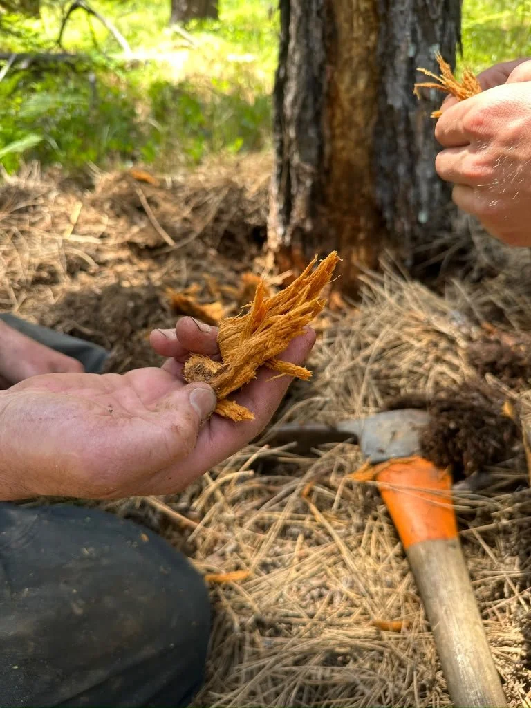 What Lies Beneath: Adventures in the Root Zone of Glenwood’s Forests