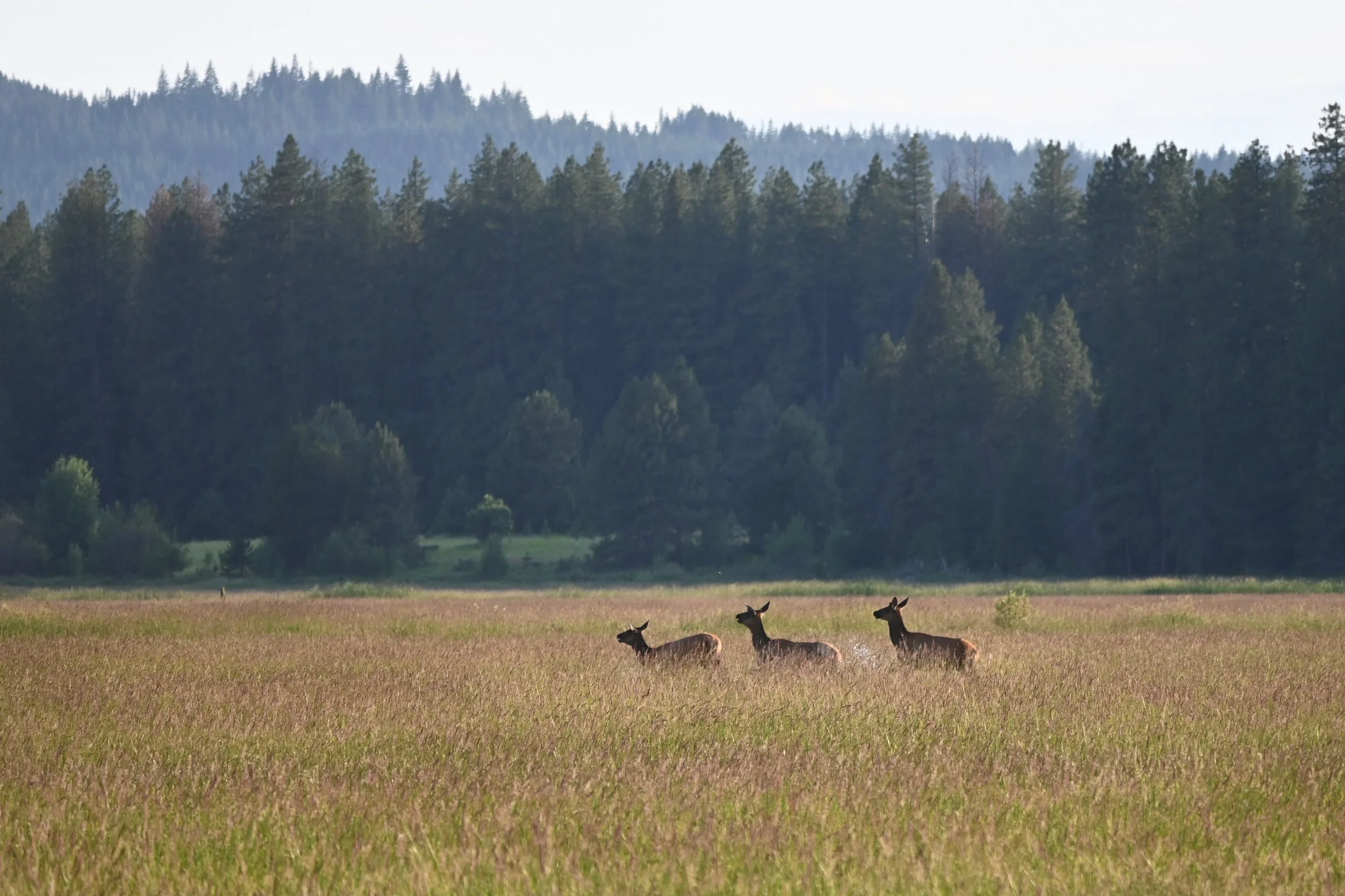 DSC_6875.JPG