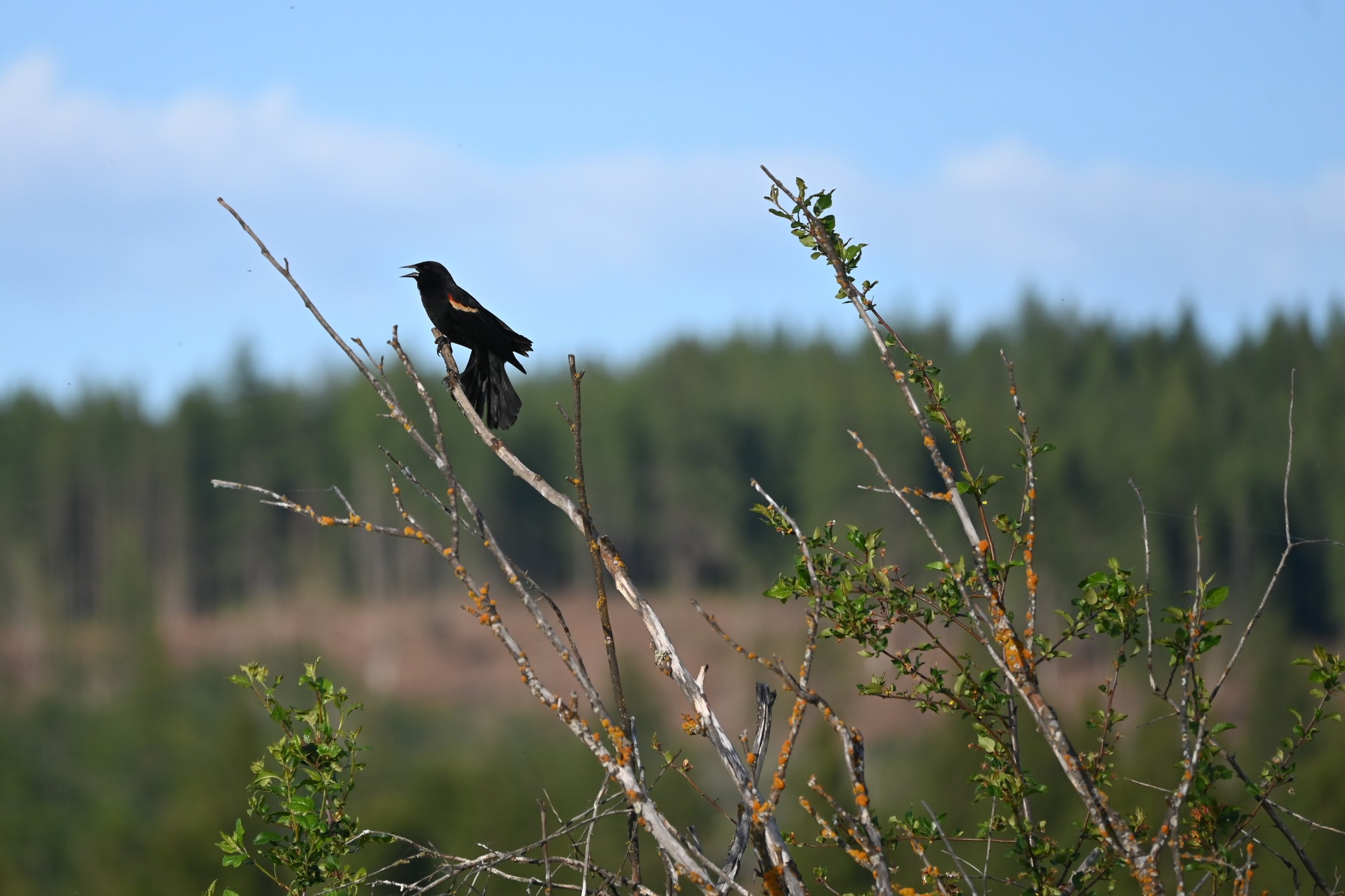 DSC_6775.JPG