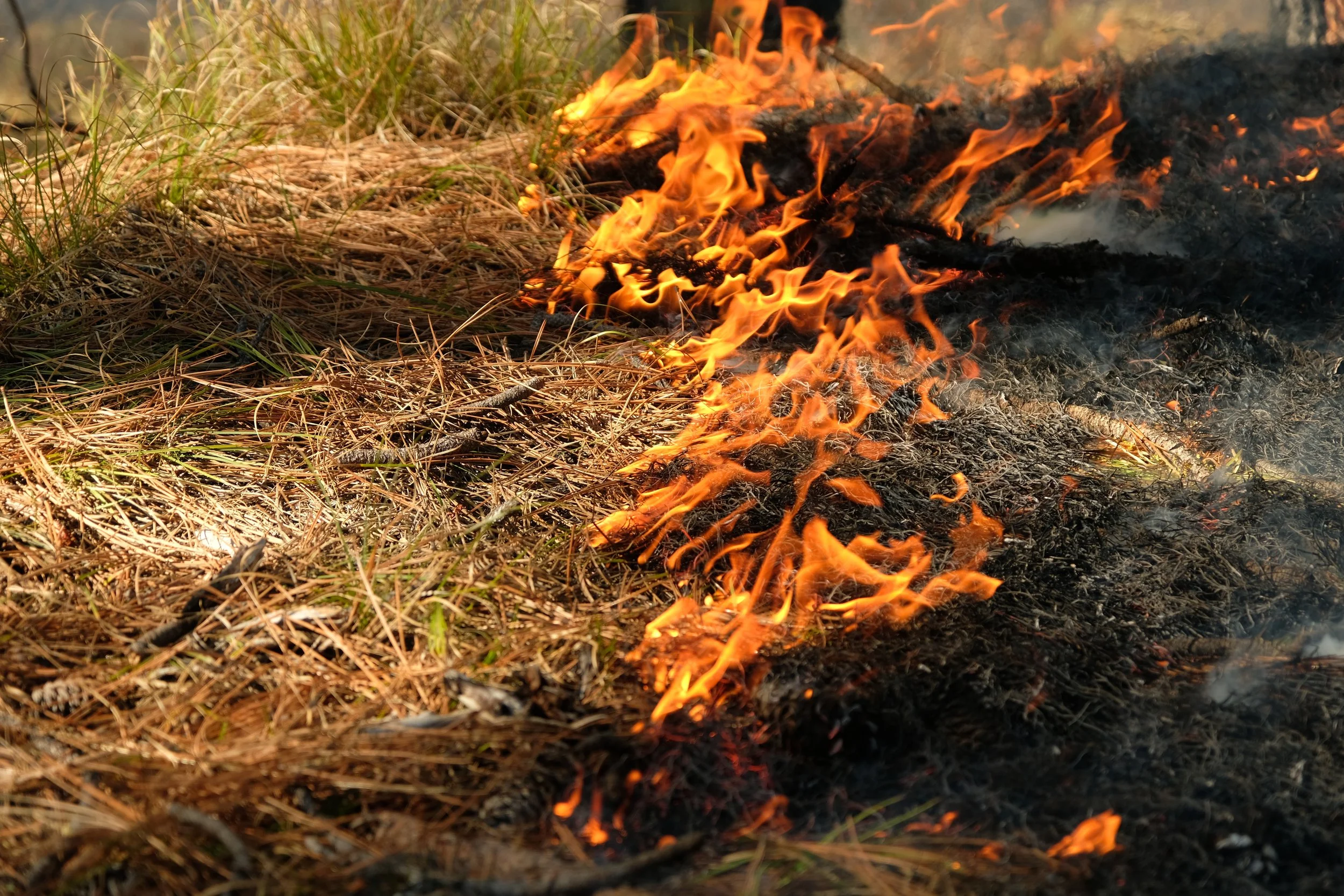 Copy of DSCF4256.JPG