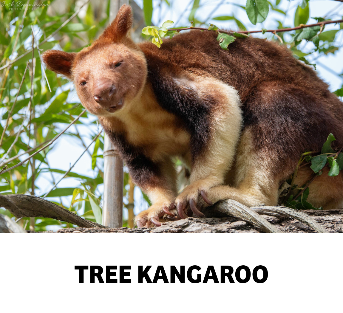 tree kangaroo
