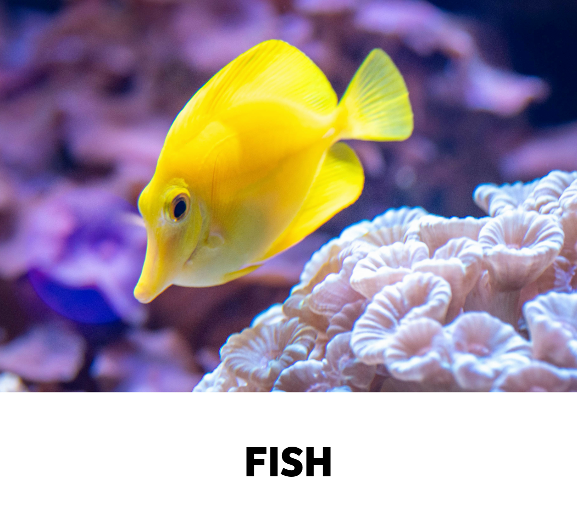 fish