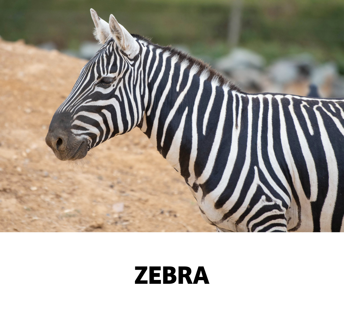 zebra