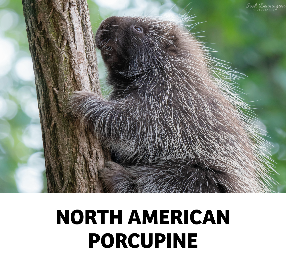north american porcupine