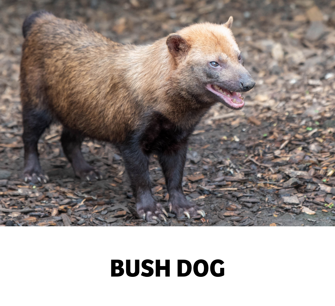 bush dog