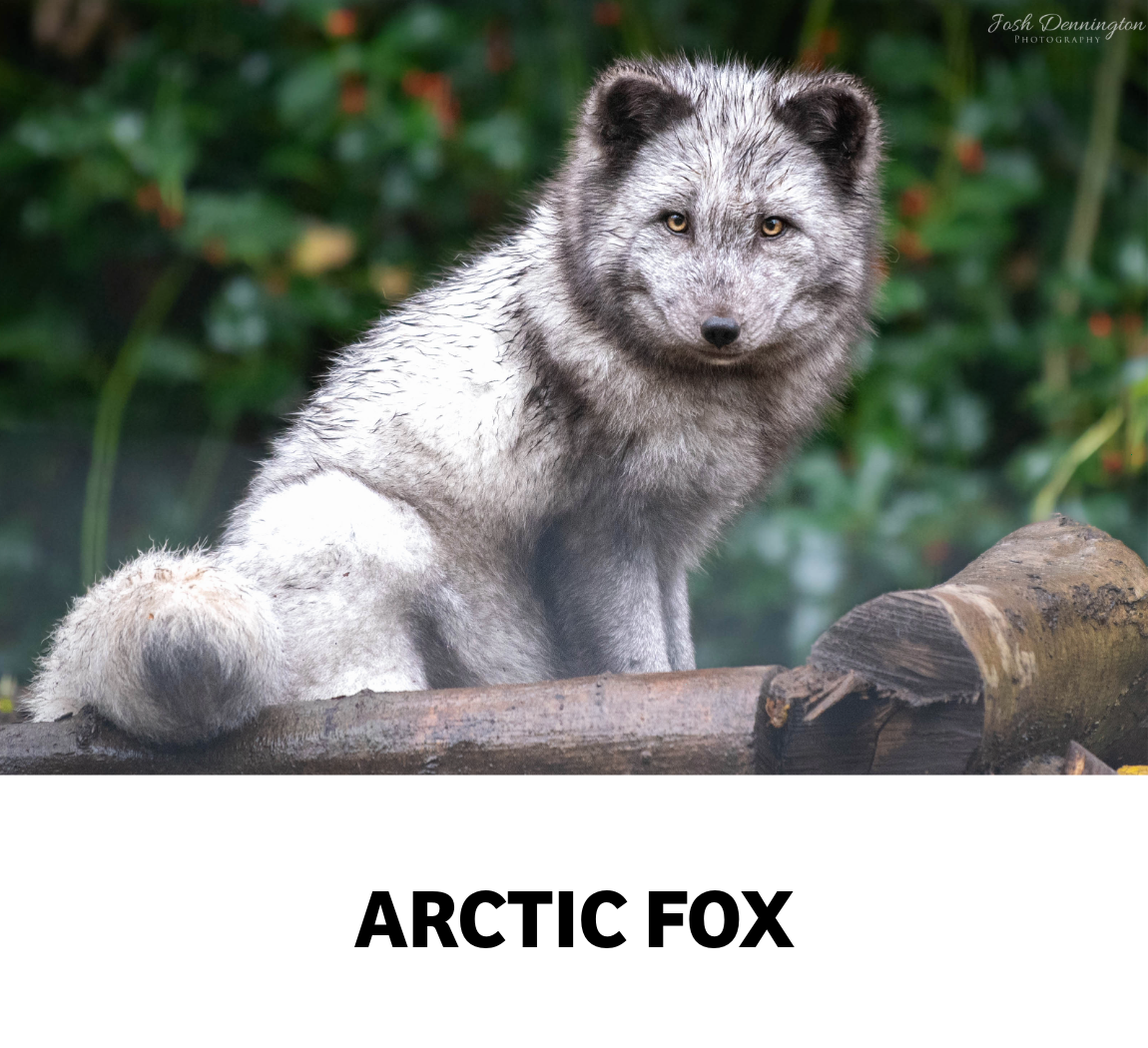arctic fox