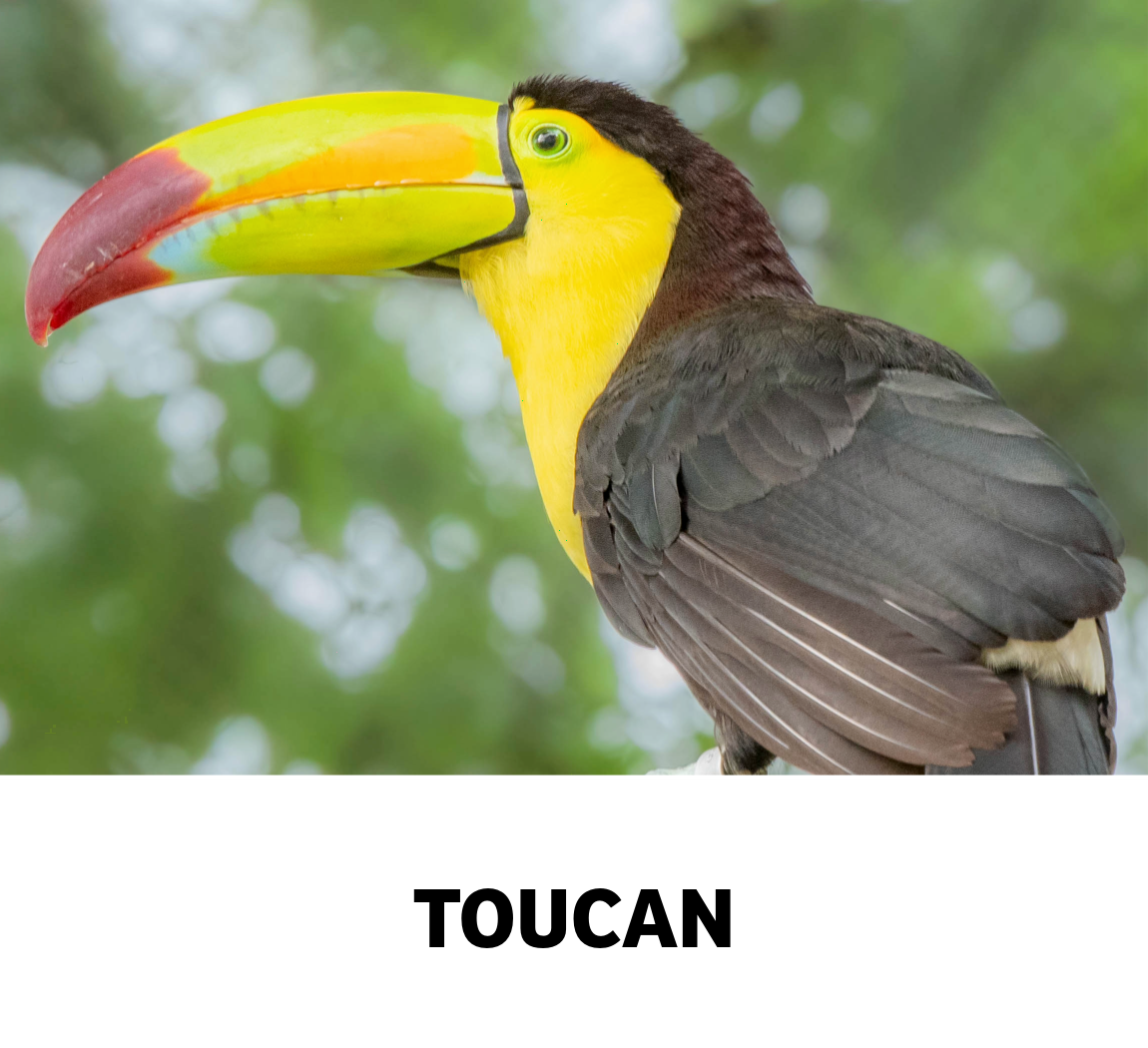 toucan