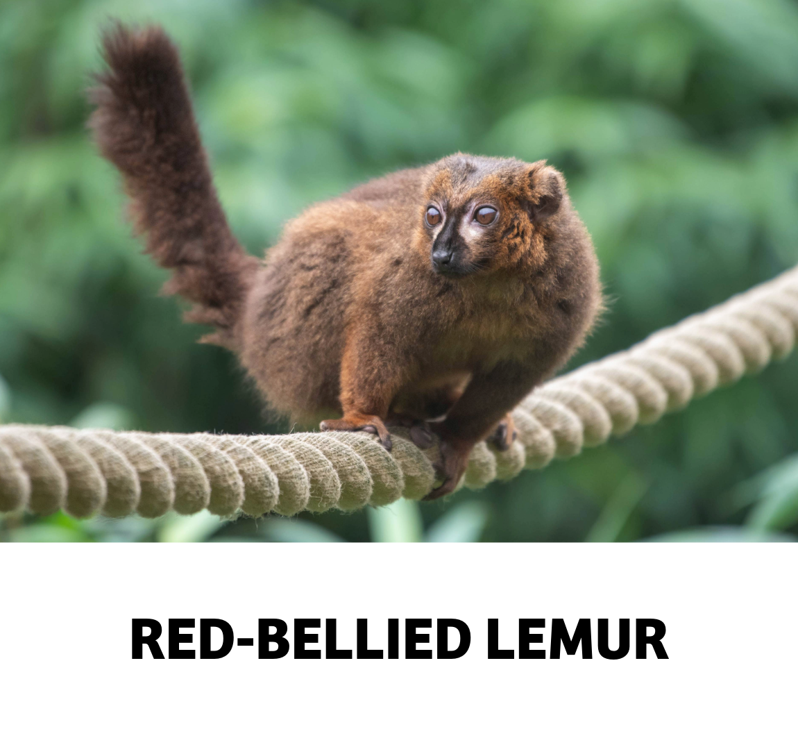 red bellied lemur