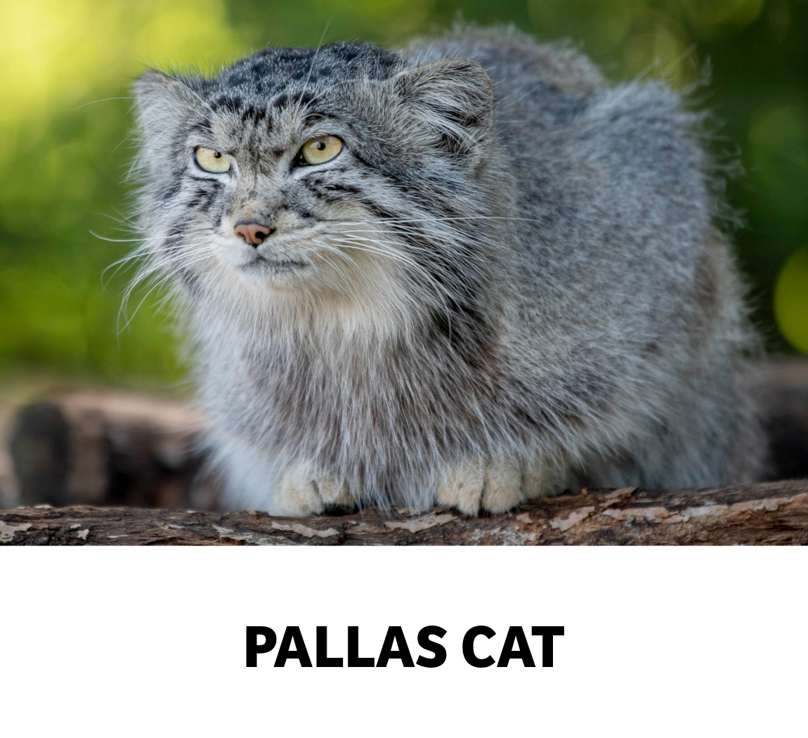 pallas cat