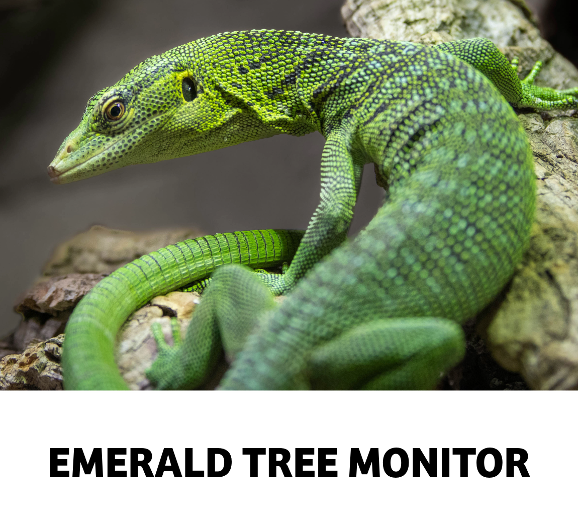 emerald tree monitor