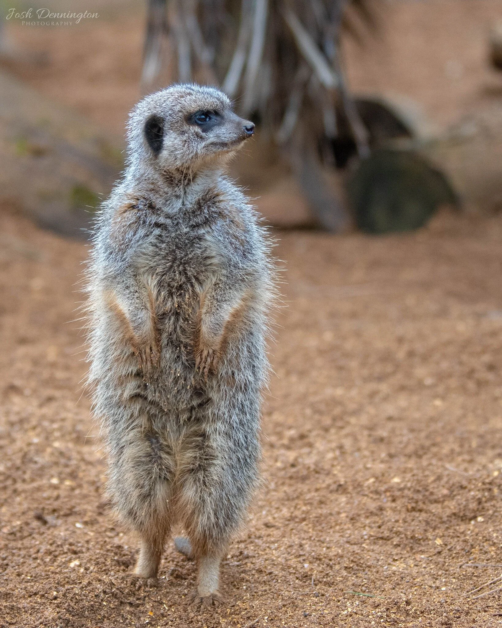 👨&zwj;👩&zwj;👧&zwj;👦 Meerkats, adorable creatures that they are, have a well-structured societal system, where lookout duty is a shared task. They stand tall on their hind legs, vigilantly observing their surroundings, providing safety for their c