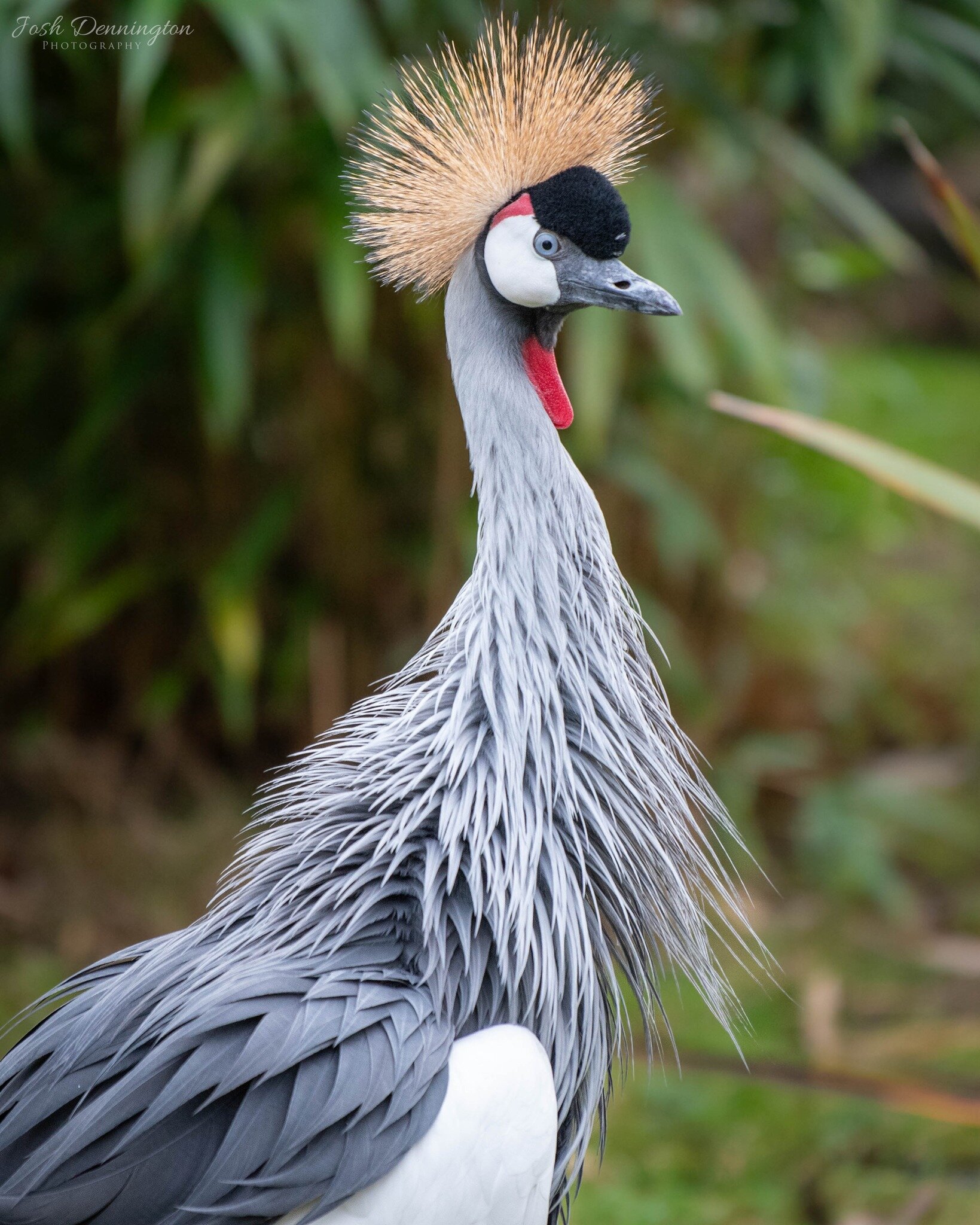 👑 The Crowned Crane is a symbol of grace and beauty with its 'crown' of golden feathers, it sure is a sight to behold!

📝 Fact File: The Crowned Crane is known for its dance &ndash; a fascinating spectacle that's not just about showing off. The cra