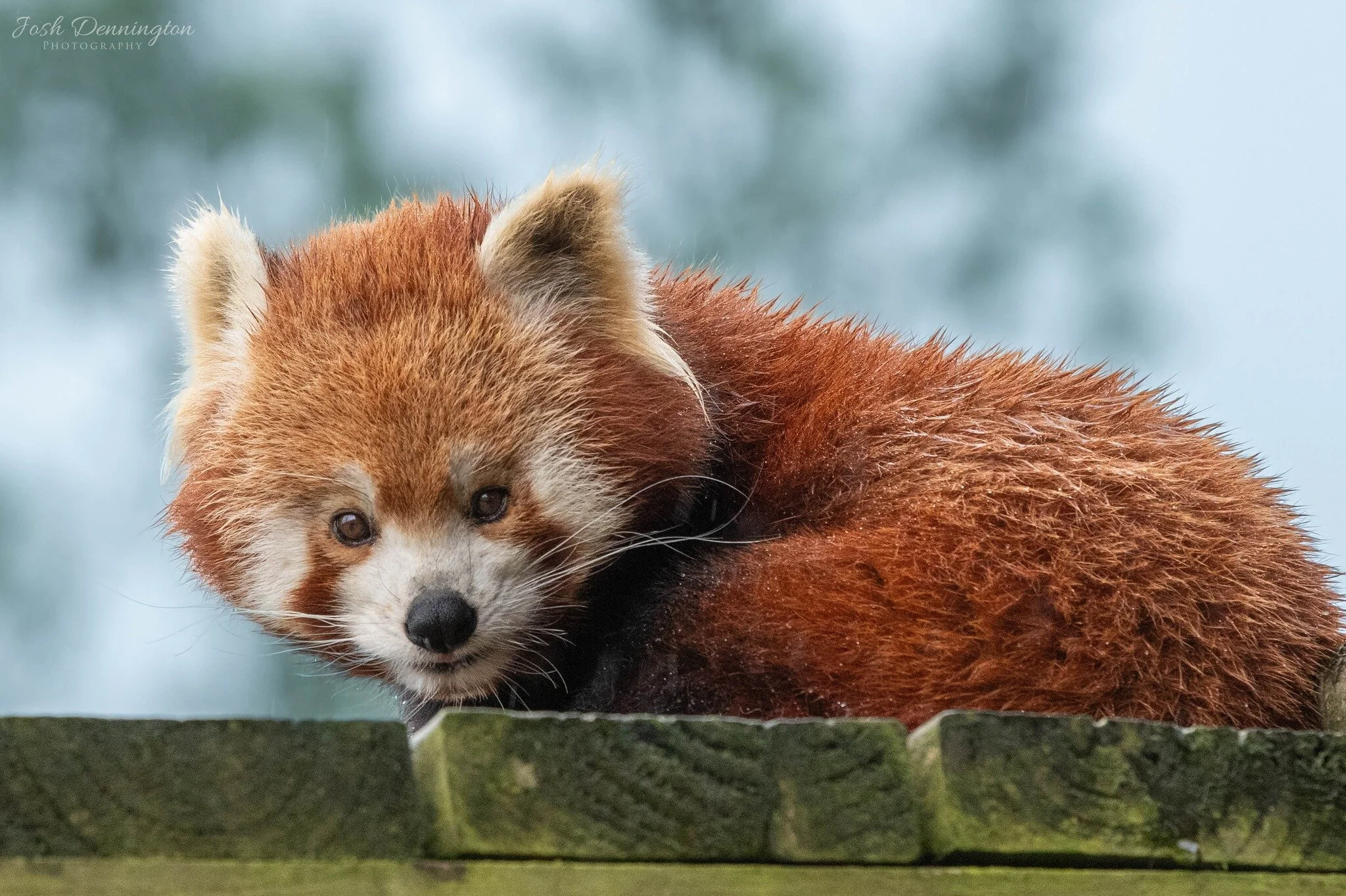 📸 On a typical rainy day, most creatures seek shelter, but not this endearing Red Panda. This is one animal that by the looks of it really does adore the rain.

📝 Fact File: Red Pandas are excellent climbers? They use their sharp claws and strong w