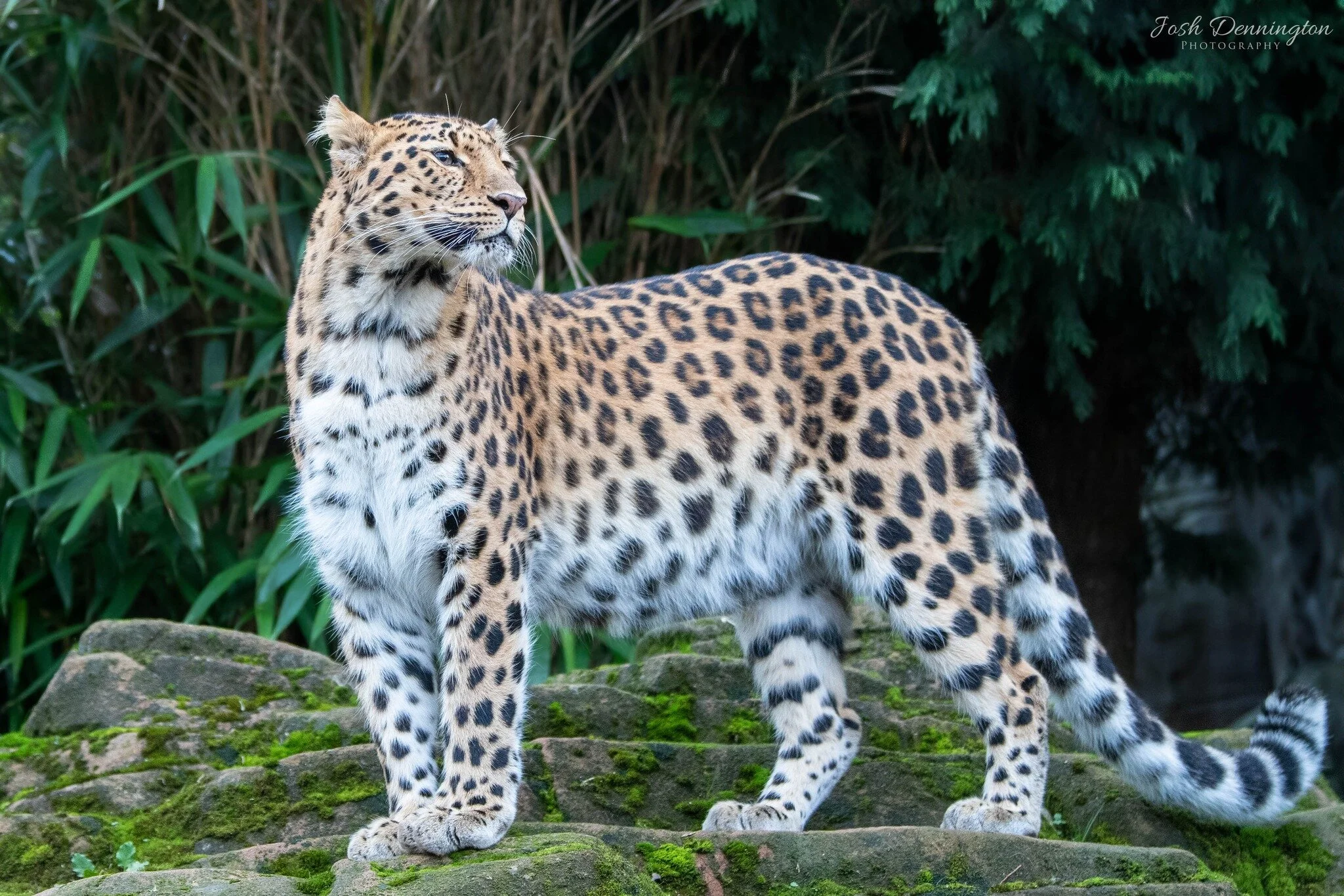 🐆 This gorgeous Amur Leopard, with its deep, alluring eyes and a stance that radiates nobility, is a sight to behold. The way it carries itself, every stride reflecting strength and fearlessness, it's as if it's aware of the admiration it commands.
