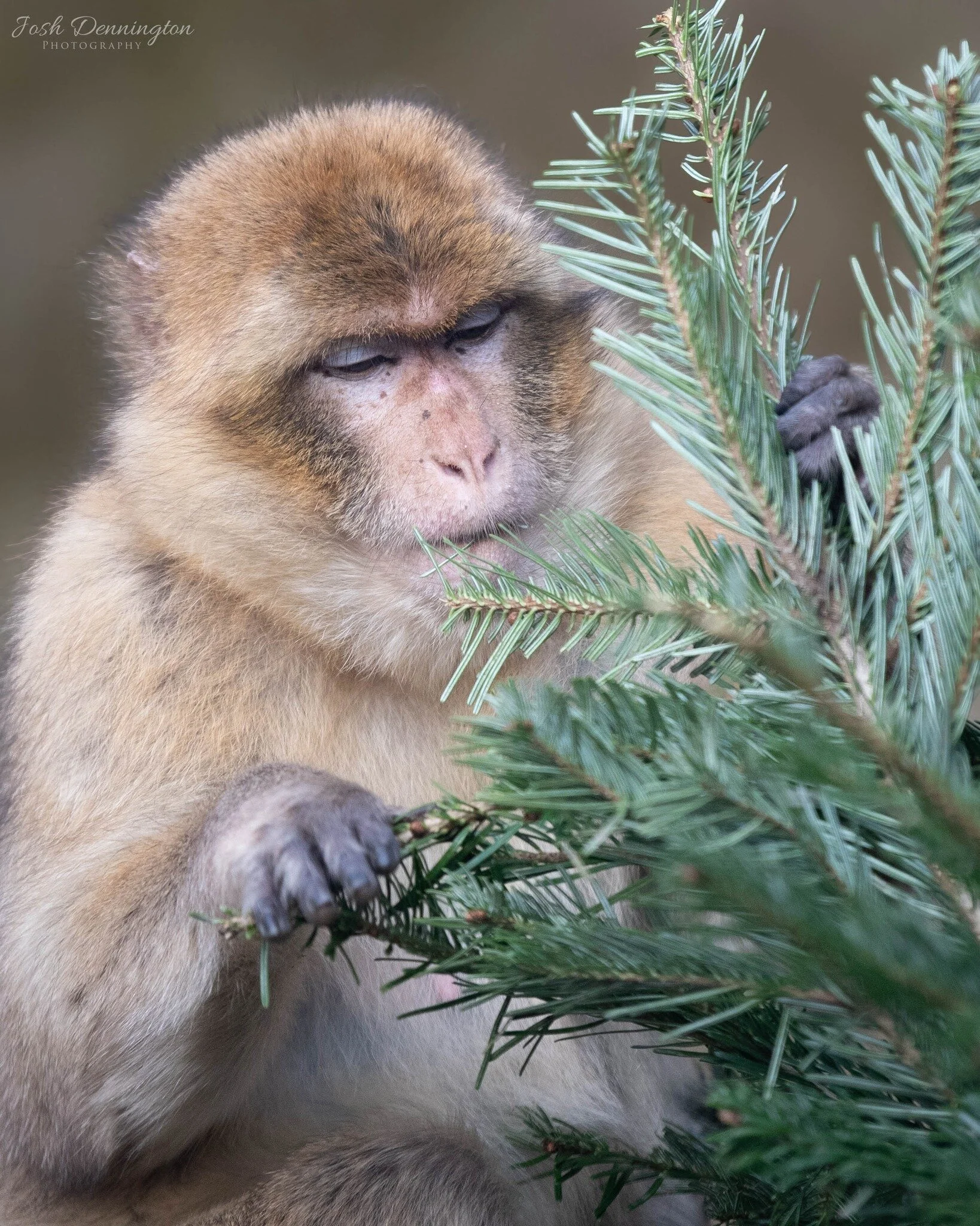 🐒 The Christmas period is well and truly over so it's time for this Barbary Macaque to take down the tree.

📝 Fact File: Did you know that Barbary macaques are the only type of macaque species that exists outside of Asia? That's right! These fascin