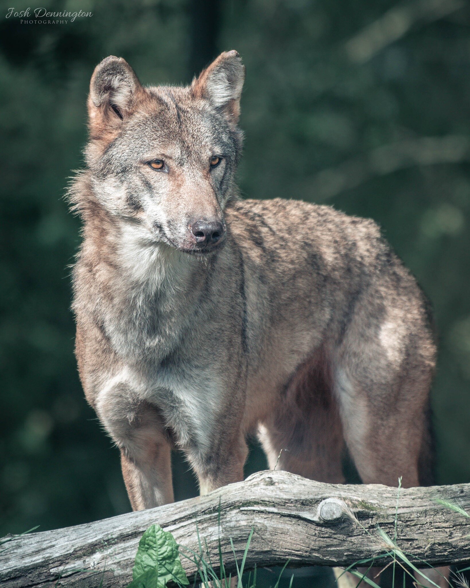 🐺 The Grey Wolf stands proudly amidst this winter wonderland, a beacon of life and vitality in the otherwise tranquil stillness. It is a scene that ignites the soul, that makes you realize the beauty of nature in all its unspoiled glory.

📝 Fact Fi