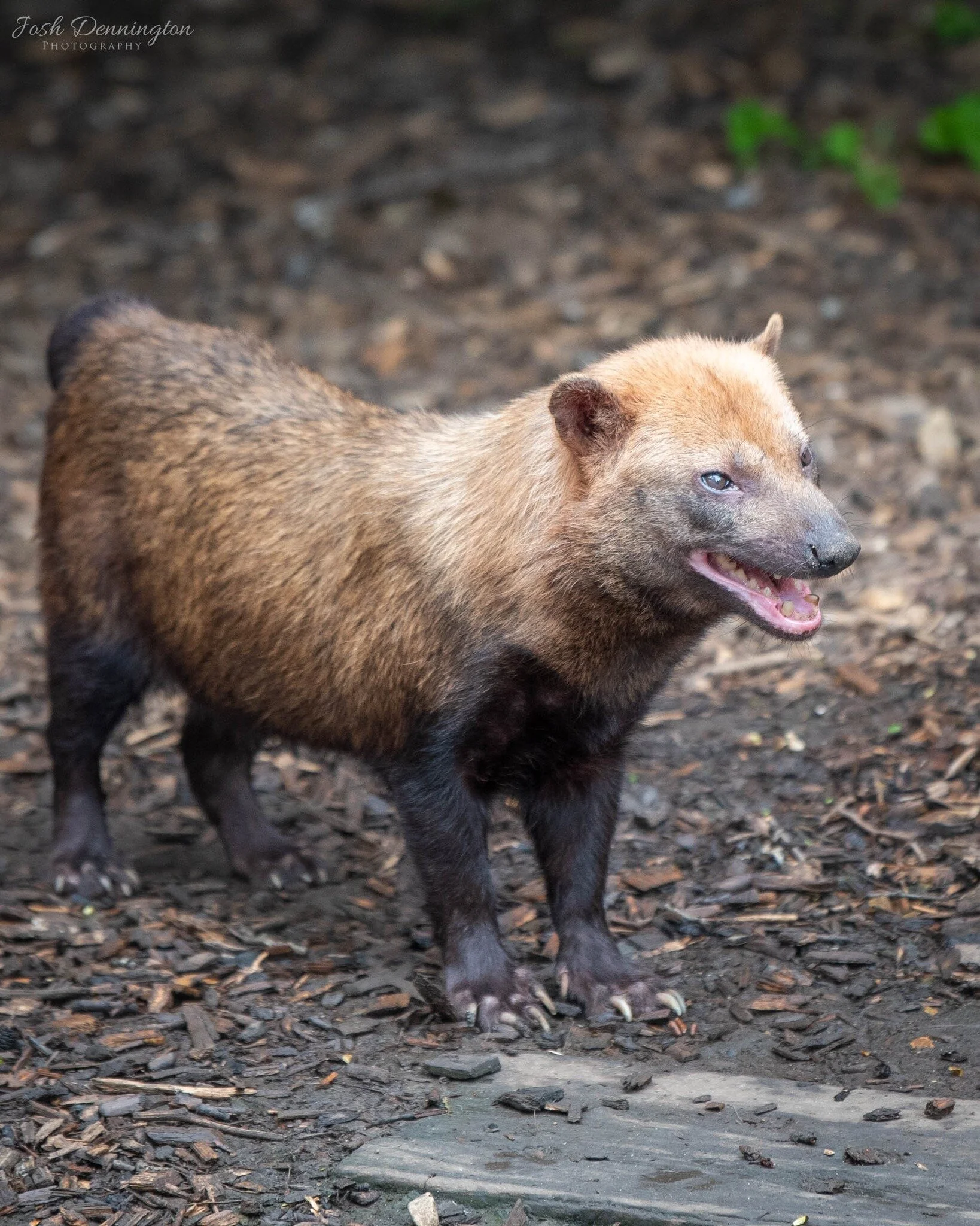 🐶 Bush Dogs are known as some of the happiest animals in the world, known for their cheery disposition and playful nature. They thrive in the forests of Central and South America, spreading joy everywhere they go.

📝 Fact File: Bush dogs usually li