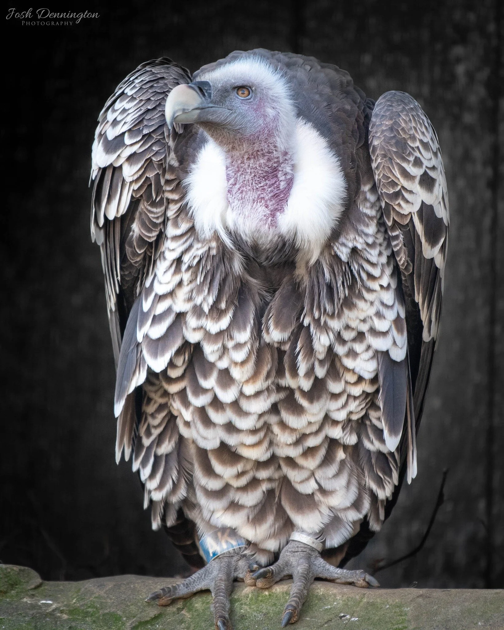🦅 The contrast between this vultures powerful presence and the mysterious black backdrop is deeply compelling, highlighting the raw beauty of wildlife.

📝 Fact File: Did you know? Despite their ominous reputation, vultures play a critical role in m