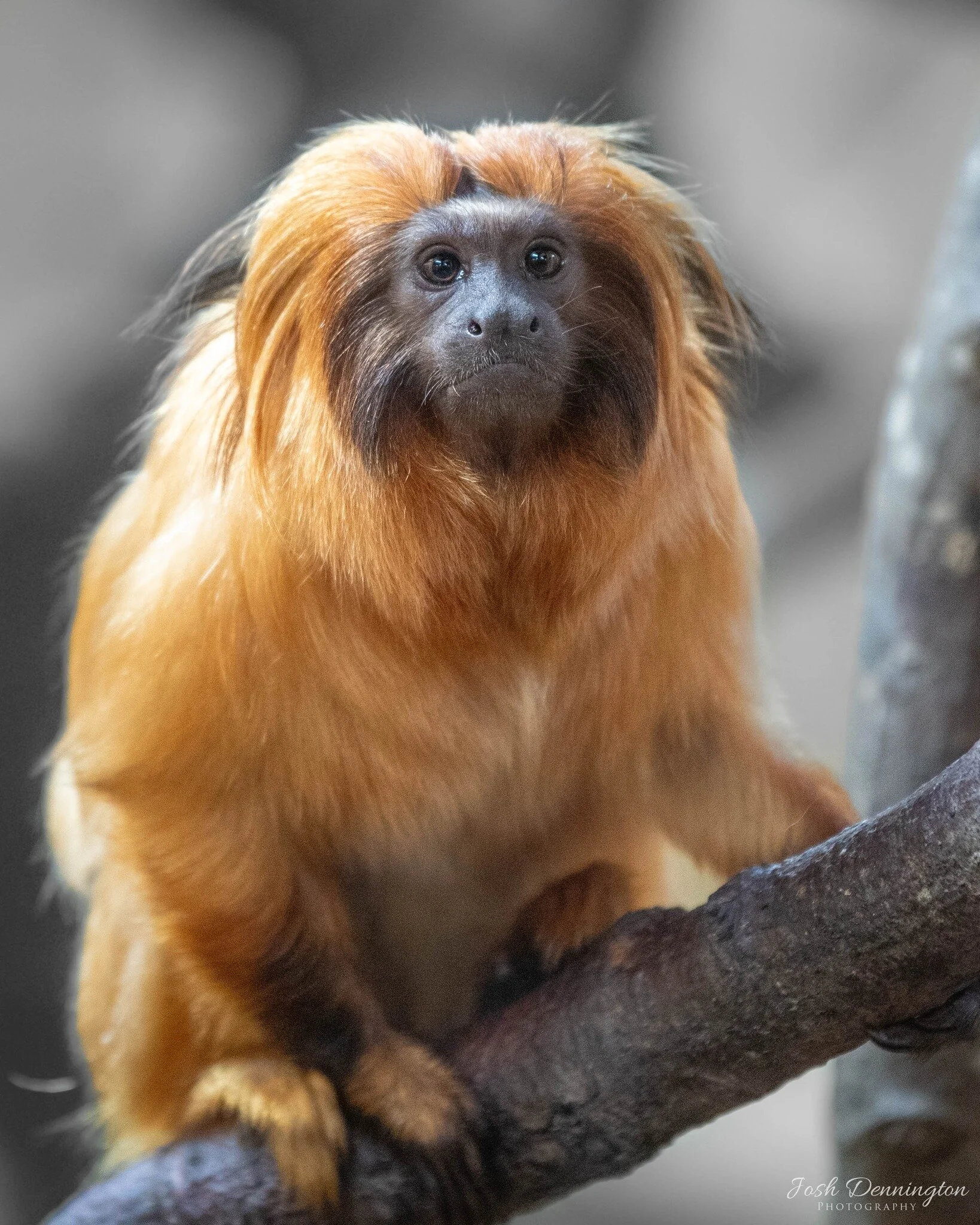 🧡 This Golden Lion Tamarin loves to show off their orange glow but not only that they have an enchanting charisma to match too! Their expressive face, their playful demeanor, and their gentle approach to their environment are all parts of this littl